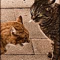 Albuquerque, New Mexico - If Looks Could Kill