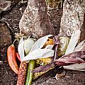 Albuquerque, New Mexico - Thanksgiving