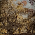 Corfu, Greece - Olive Grove I